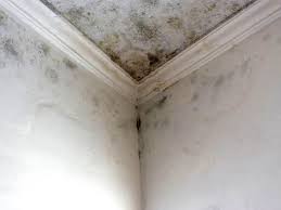 Why You Should Choose Our Mold Remediation Services in High Bridge, WA